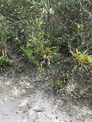 Phyllanthus klotzschianus