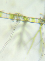 Draparnaldia glomerata