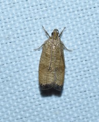 Psilocorsis cryptolechiella