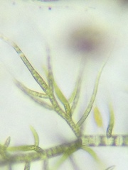 Draparnaldia glomerata