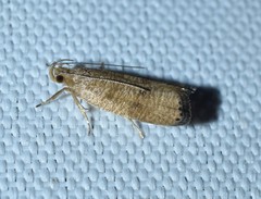 Psilocorsis cryptolechiella