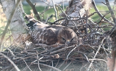 Buteo lineatus