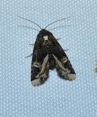 Homophoberia apicosa