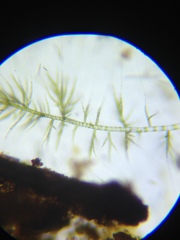 Draparnaldia glomerata