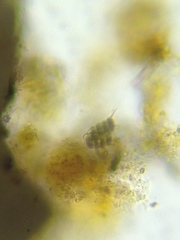 Desmodesmus communis