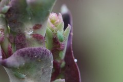 Acyrthosiphon lactucae