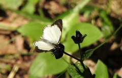 Heliopetes ochroleuca