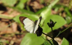 Heliopetes ochroleuca
