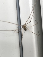 Pholcus phalangioides