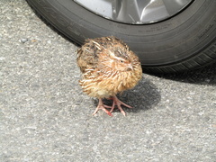 Coturnix japonica