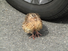 Coturnix japonica