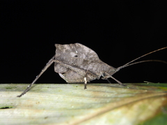 Typophyllum inflatum