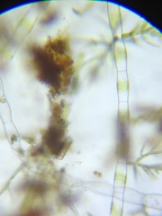 Draparnaldia glomerata