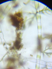 Draparnaldia glomerata