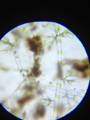 Draparnaldia glomerata