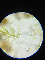 Draparnaldia glomerata