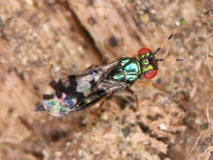 Astichus arithmeticus