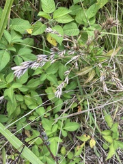 Pseudelephantopus spicatus