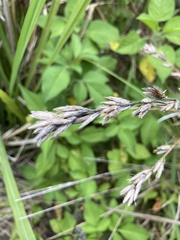 Pseudelephantopus spicatus