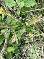 Pseudelephantopus spicatus