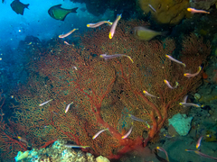 Melithaea zimmeri
