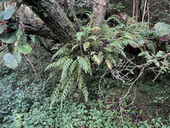 Asplenium theciferum