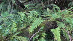 Asplenium theciferum