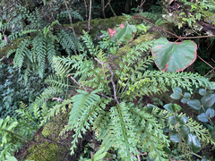 Asplenium theciferum