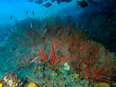 Melithaea zimmeri