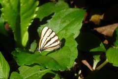 Arawacus separata