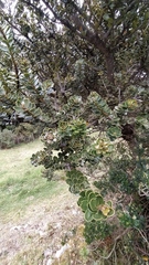 Ilex kunthiana