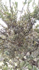 Ilex kunthiana