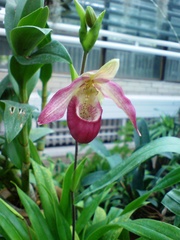 Phragmipedium