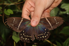 Eupalamides cyparissias