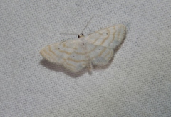 Scopula penultima