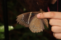 Eupalamides cyparissias