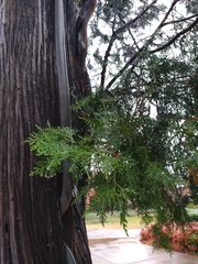 Cupressaceae