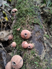 Lycoperdon fuligineum