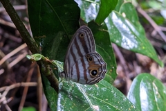 Chloreuptychia chlorimene