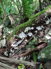Trametes membranacea