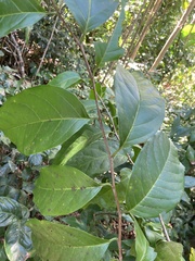 Prunus occidentalis