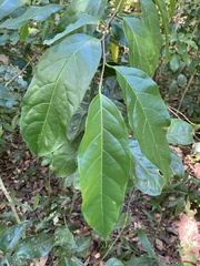Prunus occidentalis