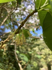 Iochroma arborescens