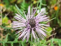Oxythyrea funesta