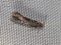 Aproaerema anthyllidella