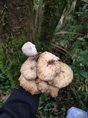 Armillaria mexicana