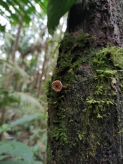 Armillaria mexicana