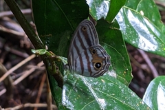 Chloreuptychia chlorimene