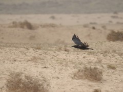 Corvus corax tingitanus