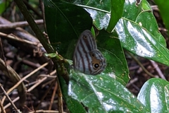 Chloreuptychia chlorimene